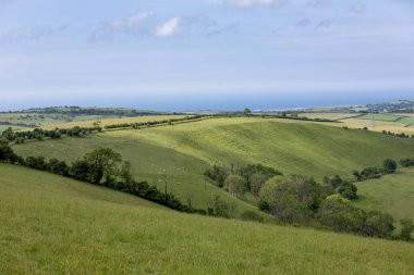 İngiltere 'nin güneyindeki yeşil otlaklarda siyah kafalı İngiliz koyunları.