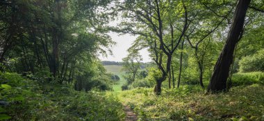 Wye, İngiltere kırsalında, Wye Vadisi 'nin yakınlarındaki ormandaki çayıra doğru ilerleyen güneş ışığı bahar sabahının geç saatlerinde