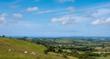 İngiltere 'nin yeşil çimenli tepeleri. Koyunlar mavi gökyüzünün altında otluyor.