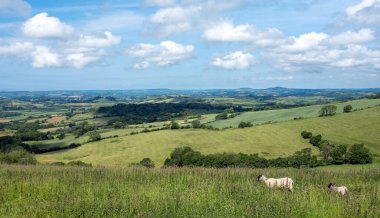 İngiltere 'nin yeşil çimenli tepeleri. Koyunlar mavi gökyüzünün altında otluyor.