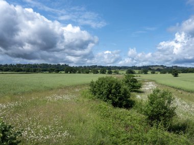 Batı Sussex 'in kırsal kesimindeki çiçek ve tarlalar South Downs Ulusal Parkı' nda Petworth yakınlarında.