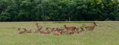 Geyik yeşil çimlerde dinleniyor. Yeni ormandaki ağaçların yanında. İngiliz Hampshire 'ında.