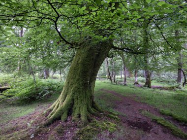 Yosun kaplı eski kayın ağacı ve brakken yolu. Hampshire 'da, Brockenhurst yakınlarında yemyeşil bir orman.