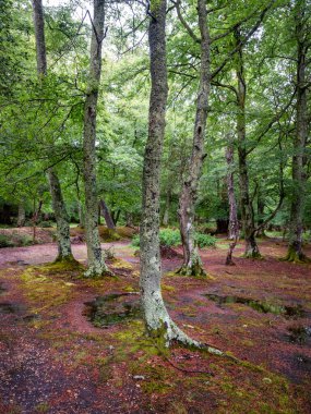 Renkli yosunlar ve litchen ağaçlarda yemyeşil bir ormanda, Hampshire 'da, Brockenhurst yakınlarında.