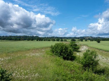 Batı Sussex 'in kırsal kesimindeki çiçek ve tarlalar South Downs Ulusal Parkı' nda Petworth yakınlarında.
