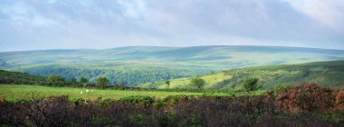 Küçük bir inek sürüsü, Devon 'daki ulusal doğa koruma alanındaki güzel bozkırda otluyor.
