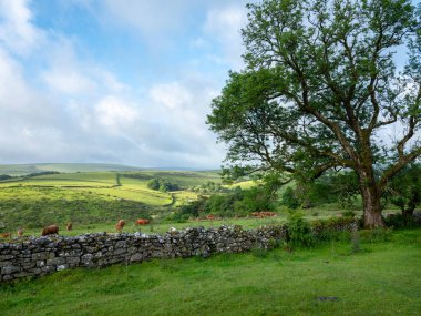 Devon 'daki Ulusal Park Dartmoor' un kırlarında, ağaçların yanındaki çayırda kahverengi inek sürüsü.