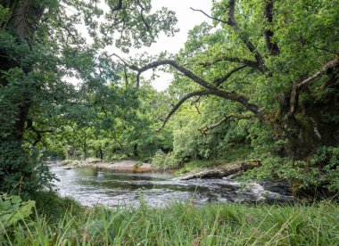 İngiltere Ulusal Parkı 'ndaki Dartmoor köprüsünün yakınında nehir tavy' nin hızlı akan suyu