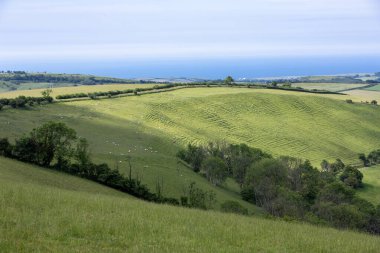 İngiltere 'nin güneyindeki yeşil otlaklarda siyah kafalı İngiliz koyunları.