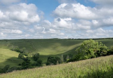 İngiltere 'nin yeşil çimenli tepeleri. Koyunlar mavi gökyüzünün altında otluyor.