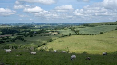 İngiltere 'nin yeşil çimenli tepeleri. Koyunlar mavi gökyüzünün altında otluyor.