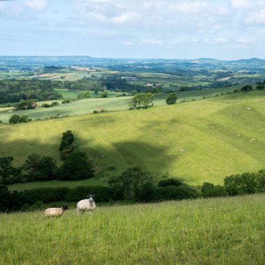 İngiltere 'nin yeşil çimenli tepeleri. Koyunlar mavi gökyüzünün altında otluyor.