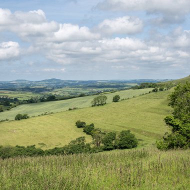 Güney İngiltere 'nin kırsal kesimindeki çimenli tepelerde ve ağaçlarda güneş parlıyor.