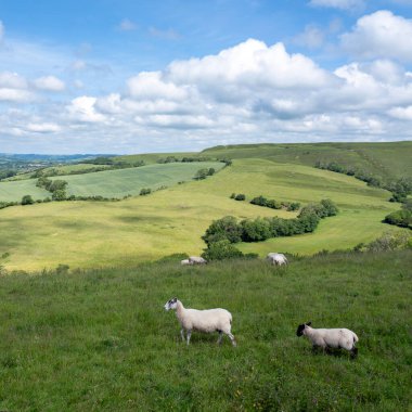 İngiltere 'nin yeşil çimenli tepeleri. Koyunlar mavi gökyüzünün altında otluyor.