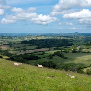 İngiltere 'nin yeşil çimenli tepeleri. Koyunlar mavi gökyüzünün altında otluyor.