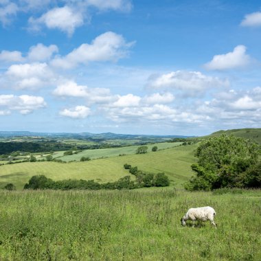İngiltere 'nin yeşil çimenli tepeleri. Koyunlar mavi gökyüzünün altında otluyor.