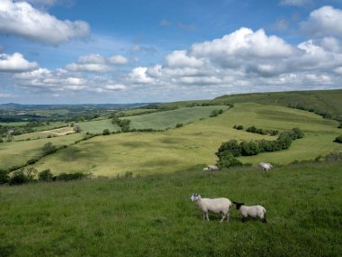 İngiltere 'nin yeşil çimenli tepeleri. Koyunlar mavi gökyüzünün altında otluyor.