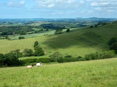 İngiltere 'nin yeşil çimenli tepeleri. Koyunlar mavi gökyüzünün altında otluyor.
