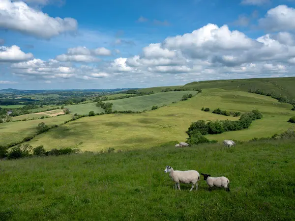 İngiltere 'nin yeşil çimenli tepeleri. Koyunlar mavi gökyüzünün altında otluyor.