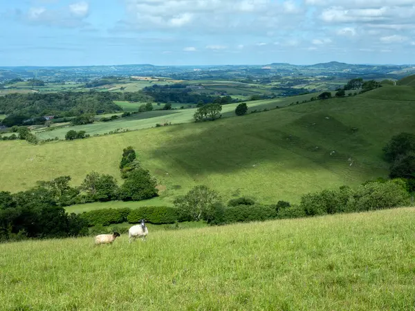 İngiltere 'nin yeşil çimenli tepeleri. Koyunlar mavi gökyüzünün altında otluyor.