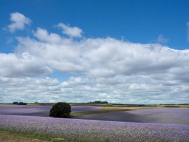 Baharda İngiltere 'nin Wiltshire ilçesindeki dantelli tarlalar kırsal kesimde renkli bir battaniye oluşturur.