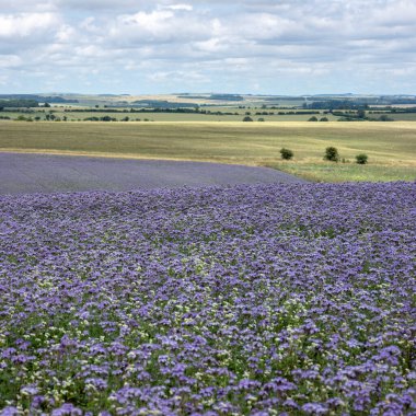 Baharda İngiltere 'nin Wiltshire ilçesindeki dantelli tarlalar kırsal kesimde renkli bir battaniye oluşturur.