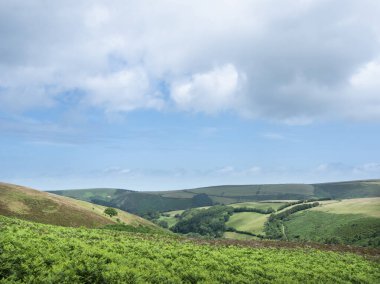 Yeşil doğadaki vadiler ve tepeler Exmoor Ulusal Parkı manzarası