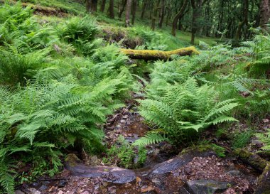 Exmoor meşe ormanındaki küçük derenin yanında taze yeşil eğrelti otları.