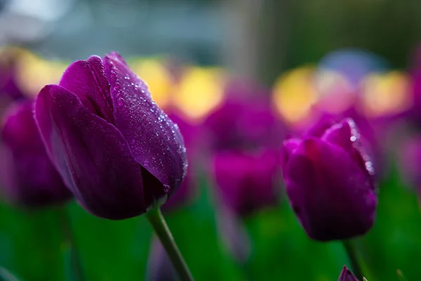 花弁に水滴を持つ紫色のチューリップ チューリップ壁紙やキャンバスプリント写真 春の花 — ストック写真