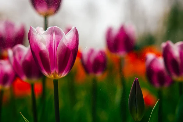 ピンクのチューリップ 春の花や春の花の背景 チューリップのプリント写真 前景に焦点を当てる — ストック写真