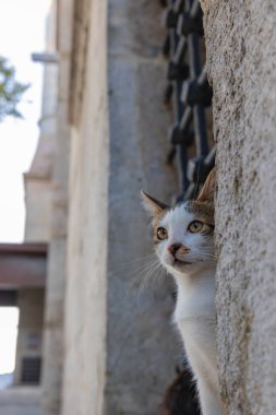 Şirin sokak kedisi portresi. İstanbul 'daki caminin camında oturan sokak kedisi. Türk kültür arkaplan fotoğrafı.