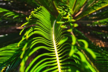 Sago palmiye yaprakları odaklanır. Cycas revoluta yaprakları. Bahçeler ve parklar için dekoratif bitkiler. Seçici odak.