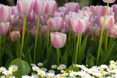 Bahar çiçeği arkaplan fotoğrafı. Pembe laleler ve papatyalar. Nisan 'da parkta laleler