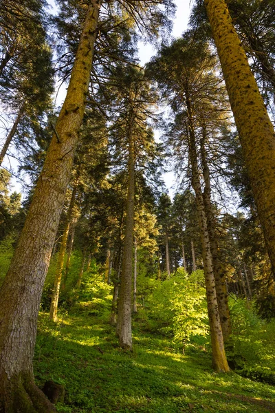 Tall trees in the forest. Wide angle view of tall trees in vertical photo. Carbon net zero concept photo.