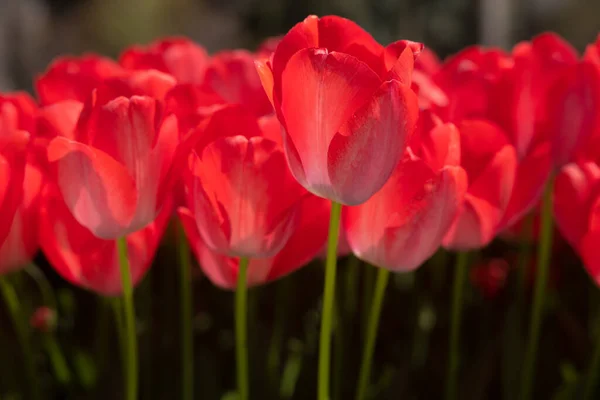 Des Tulipes Rouges Printemps Fleurs Photo Fond Photographie Sur Toile — Photo