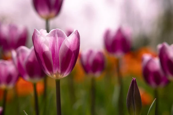 Wiosenne Kwiaty Różowe Tulipany Parku Tulipanowe Zdjęcie Tła Kwiecień Kwiaty — Zdjęcie stockowe