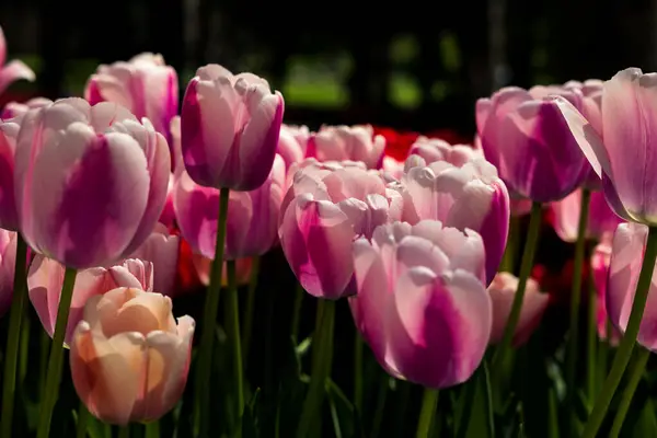 Spring Flowers Pink Tulips Park Spring Blossom Concept Photo — Stock Photo, Image