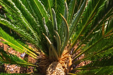 Sago Palm yaprakları. Bahçeler ya da park fotoğrafları için dekoratif bitkiler. Japon bisikleti ya da sikas revoluta.
