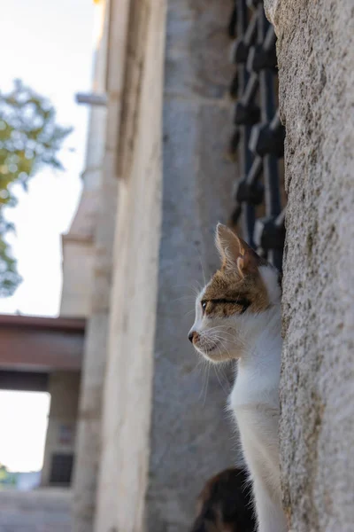 Sokak Kedisinin Portresi Stanbul Sokak Kedileri Dikey Arka Plan Fotoğrafı — Stok fotoğraf