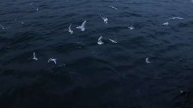 Martılar ya da martılar okyanusta ya da denizde avlanırlar. Martı sürüsü. Doğa ya da ekoloji ya da kuşbilim konsepti 4K video.