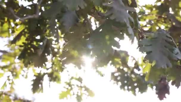 摇曳的橡木在阳光直射下随风飘扬 地球日的概念视频 秋天的叶子秋季背景4K镜头 — 图库视频影像
