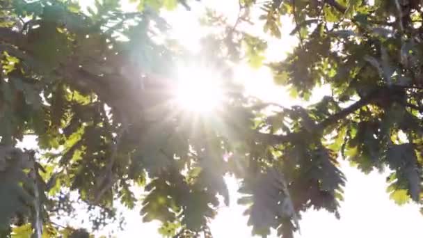 地球日或世界环境日概念视频 秋天有阳光直射的橡树叶 — 图库视频影像