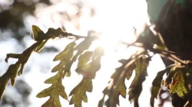 Kahverengi meşe yaprakları doğrudan güneş ışığıyla rüzgarda sallanıyor. Dünya Günü konsepti 4K video. Dünya Çevre Günü ya da sonbahar sezonu 4k arkaplan görüntüsü.
