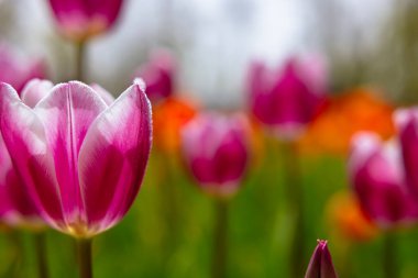 Pembe lale odaklı. Bahar çiçeği arkaplan fotoğrafı. Nisan çiçekleri.