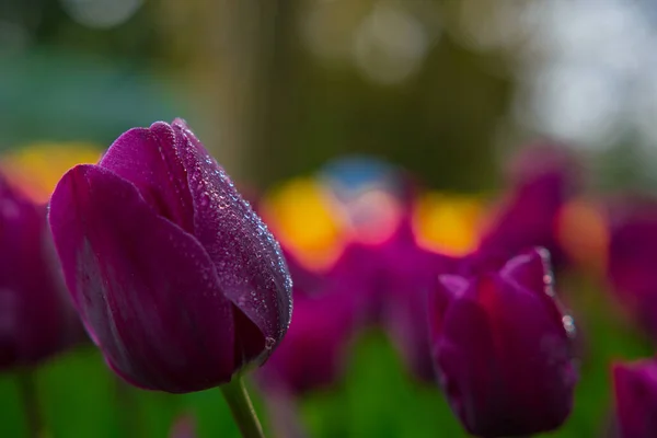紫のチューリップと雨粒 春の花の背景写真 春の花や花のコンセプト — ストック写真