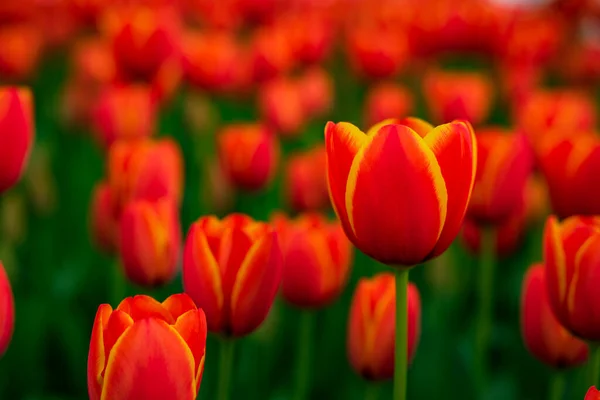 Tulipes Orange Jaune Printemps Fleurs Photo Fond Concept Fleur Avril — Photo