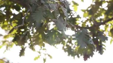 Rüzgarda sallanan meşe yaprakları ve doğrudan güneş ışığı. Dünya Günü veya Dünya Çevre Günü konsepti 4K video.