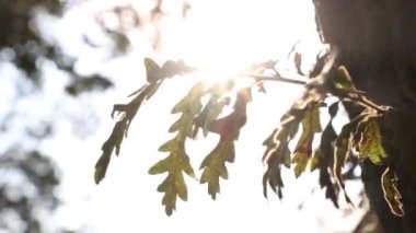 Rüzgarda sallanan kahverengi meşe ağacı yaprakları ve doğrudan güneş ışığı. Dünya Günü veya Dünya Çevre Günü konsepti 4K video.