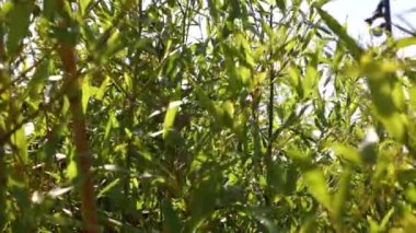 Bambu yaprakları rüzgarda sallanıyor. Dünya Çevre Günü ya da Dünya Günü konsepti 4k video. 