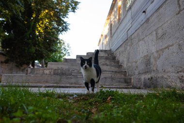İstanbul 'da bir caminin bahçesinde yürüyen başıboş bir kedi. İstanbul 'un sokak kedileri. Türk kültür arkaplan fotoğrafı.
